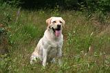 LABRADOR 1224